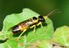 Pamphilius ignymontiensis